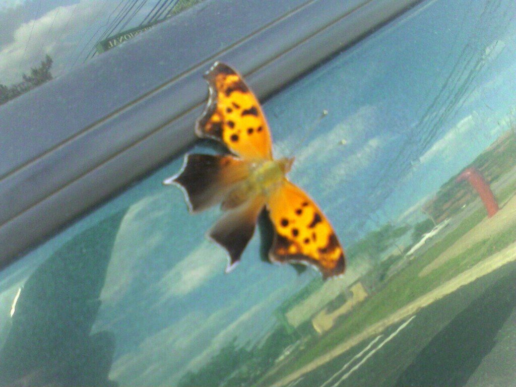 Mothra