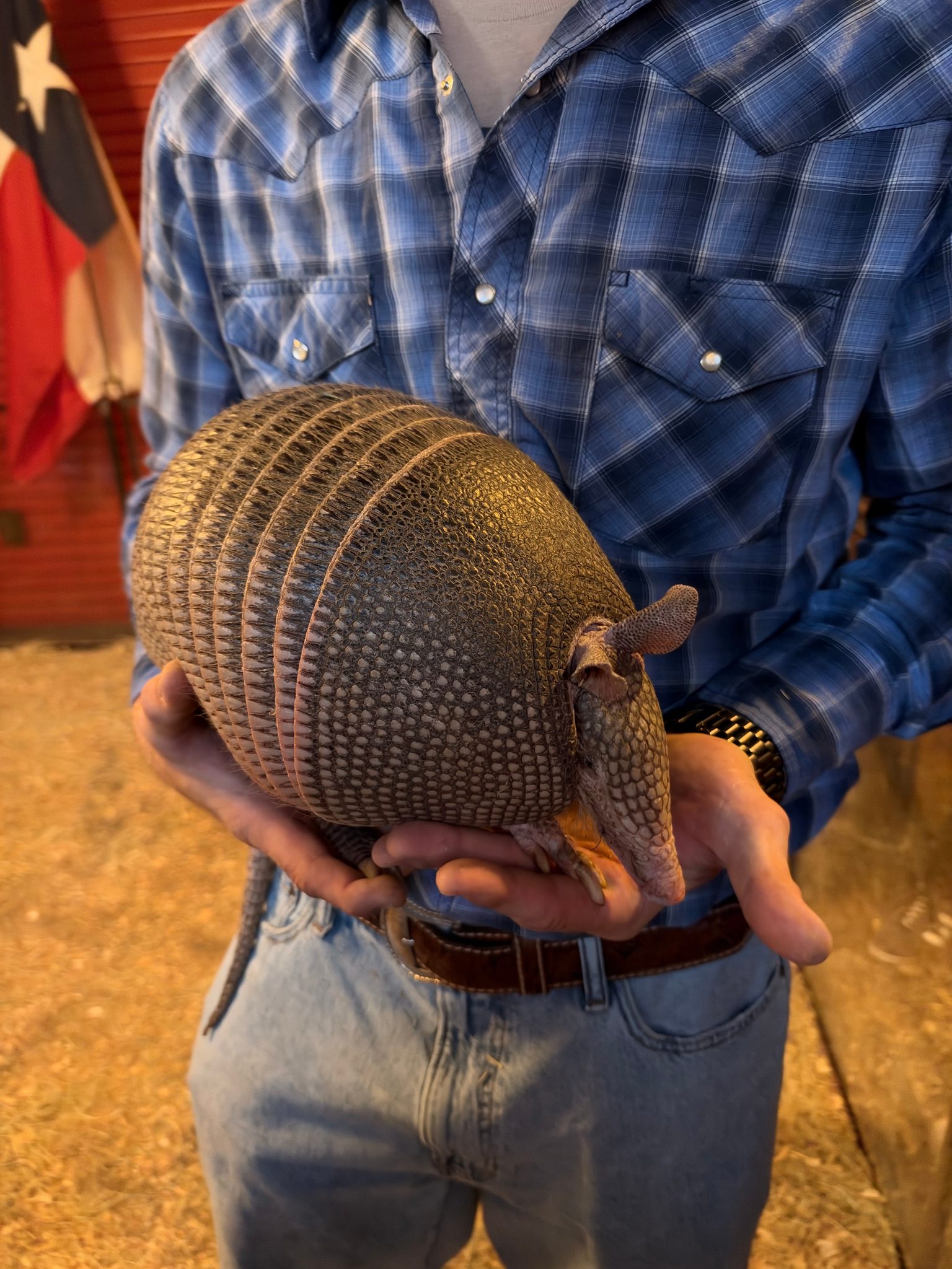 A person in a blue plaid shirt and jeans holds a small, armored armadillo with a rounded, segmented shell. Natural indoor lighting; calm, gentle mood.