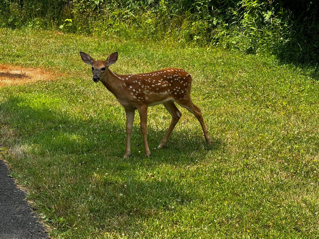 Fawn on a lawn